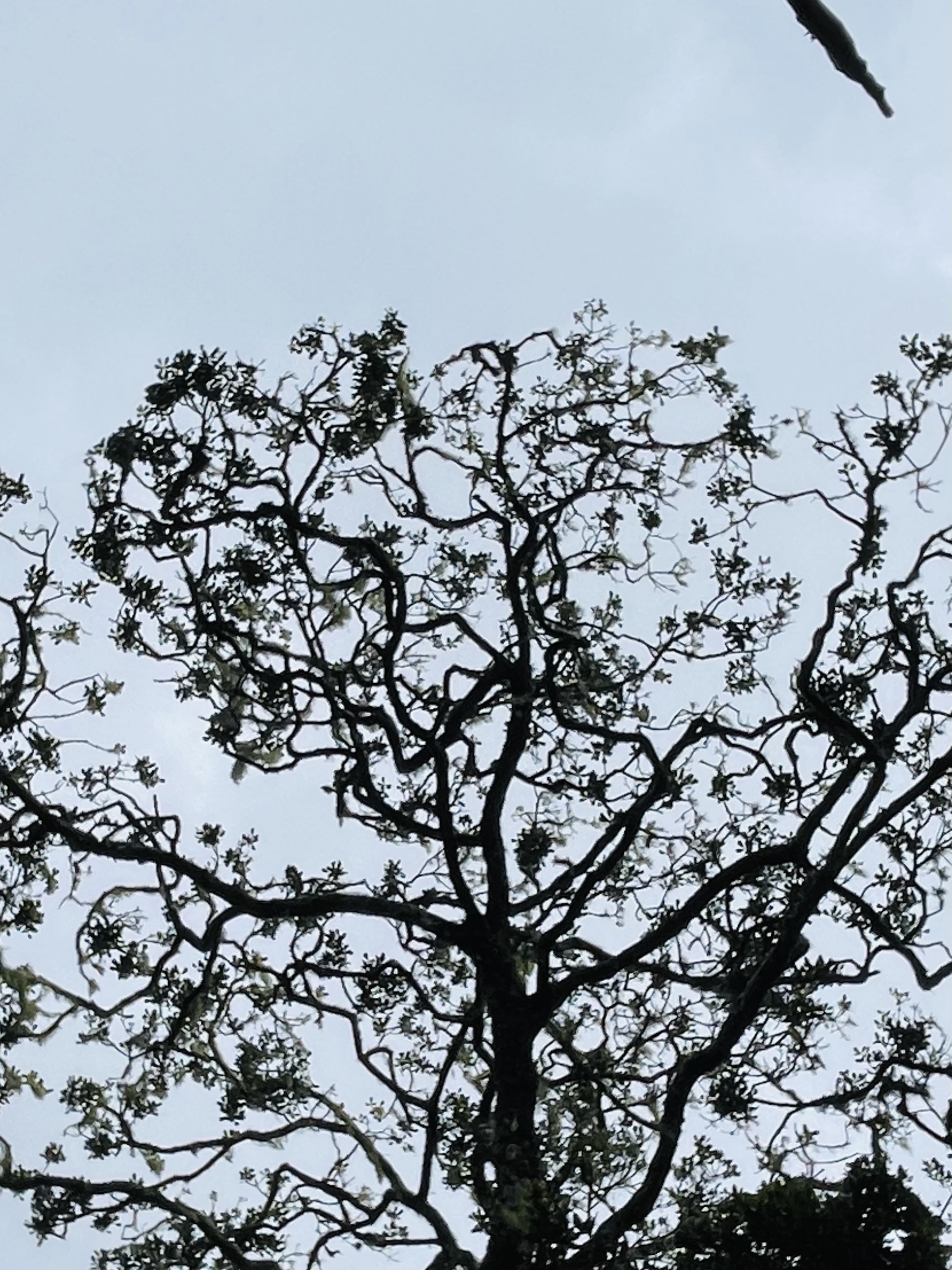 Horton Plains - 4